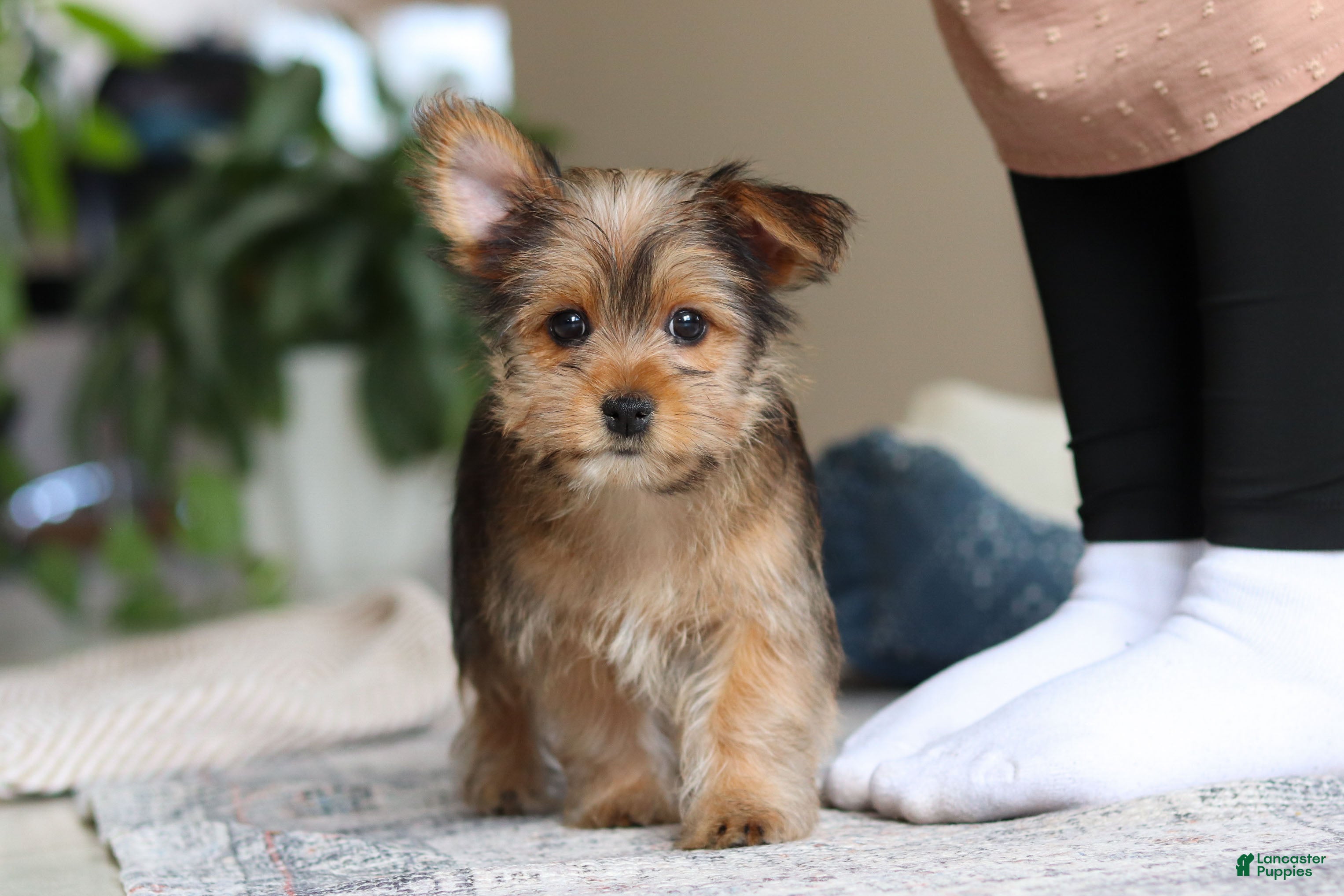 Morkie dogs Binette - Ad 1