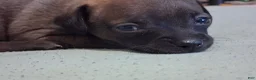 Chihuahua dogs for sale: Chihuahua 1 - Ad 5