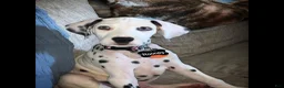 Dalmatian dogs for stud: Dalmatian stud  - Ad 8