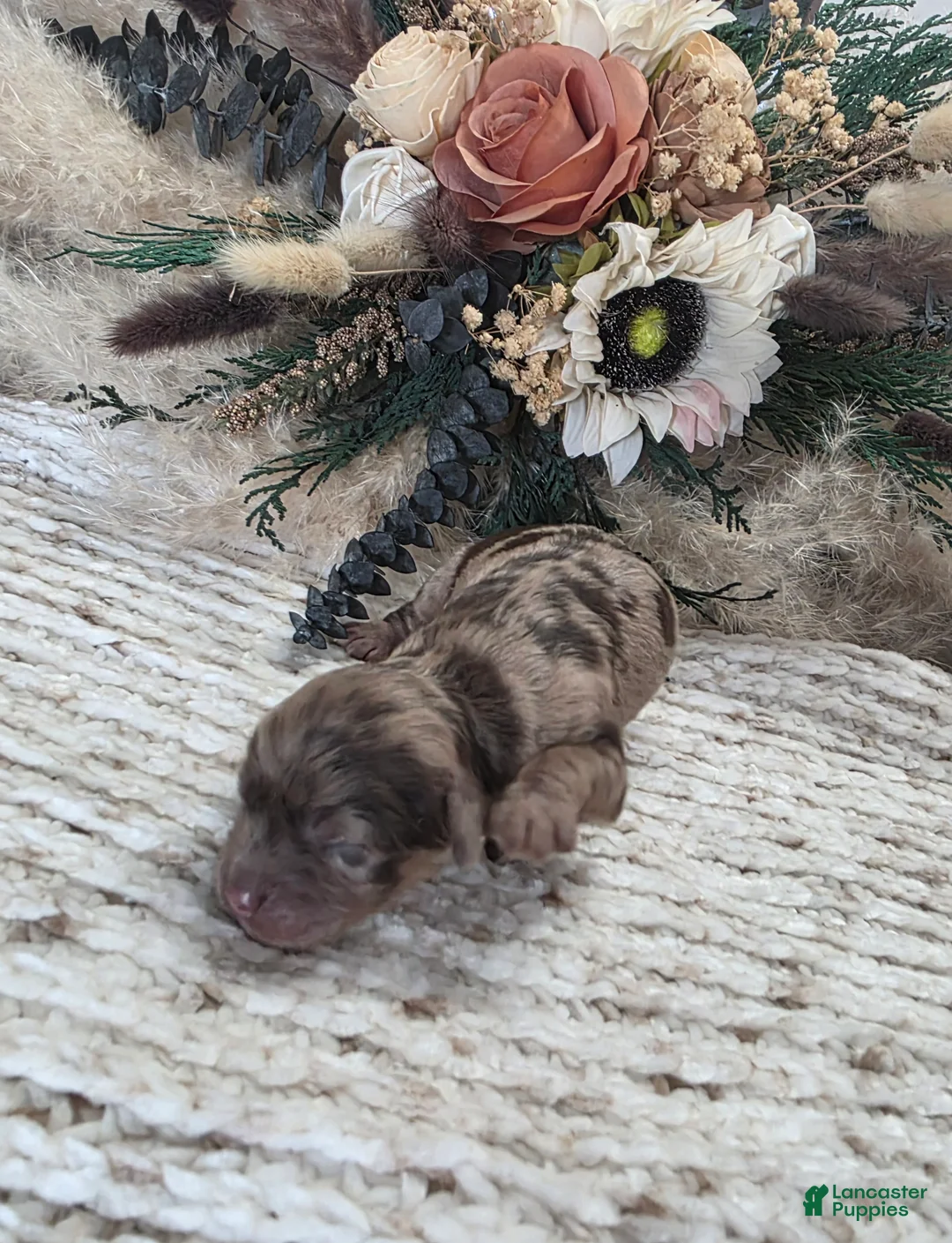 Cockapoo dogs for sale: Cockapoo Puppy 1 - Ad 4