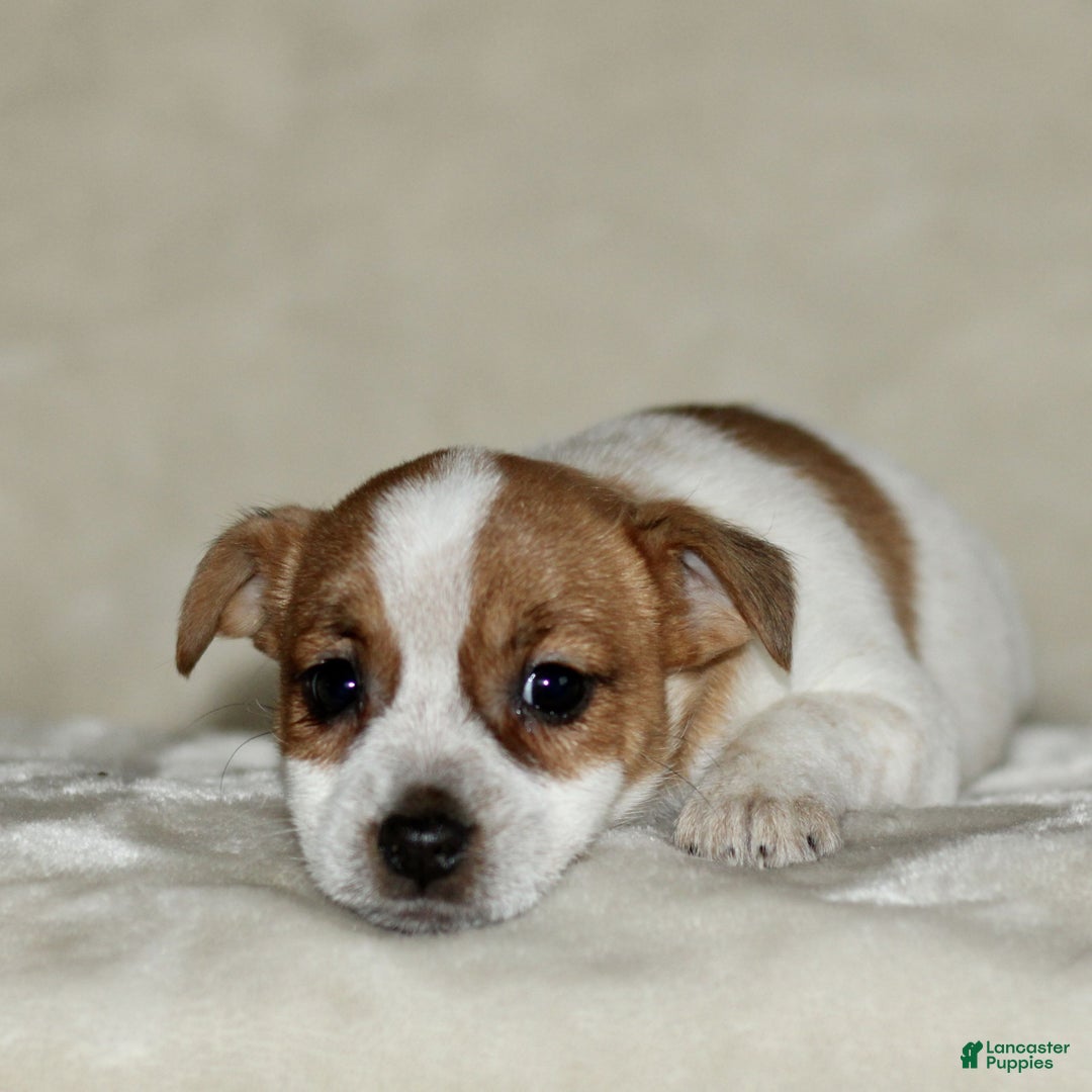 Mixed Breed dogs for sale: Lily  - Ad 3