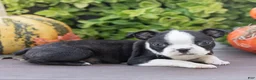 Boston Terrier dogs for sale: Charlie Boston Terrier  - Ad 5