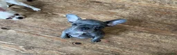 French Bulldog dogs for sale: Dulce - Ad 5