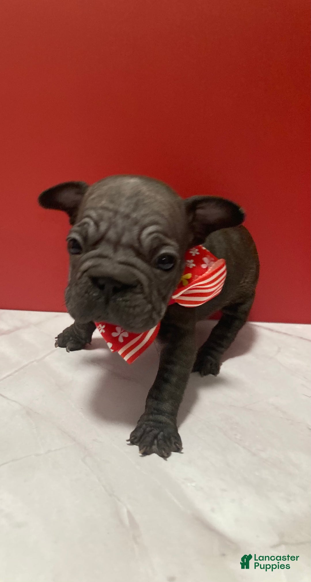 French Bulldog dogs for sale: Ruby - Ad 4