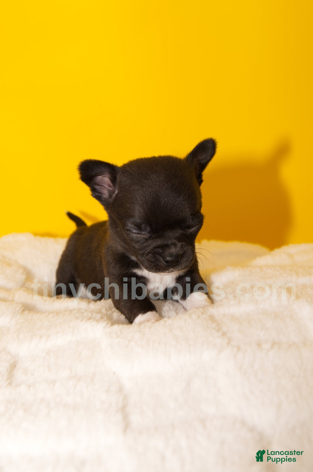 Chihuahua dogs for sale: Lola - Ad 3