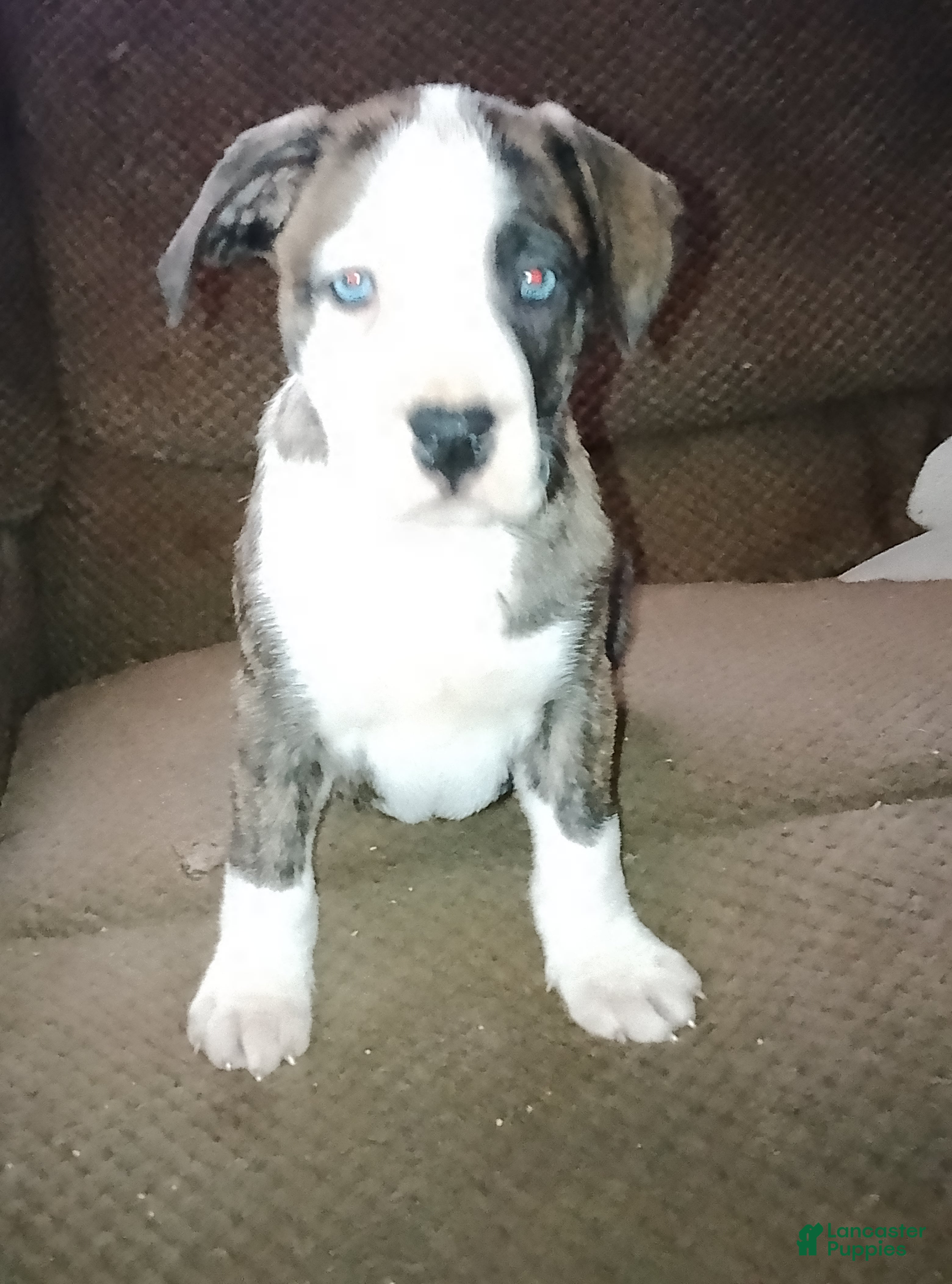 American Pit Bull Terrier dogs American Pit Bull Terrier Puppy 2 - Ad 9