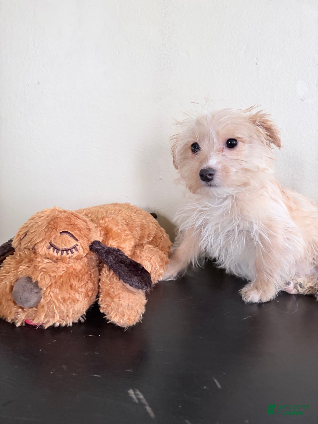 Morkie dogs for sale: Coco - Ad 2