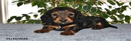 Miniature Dachshund dogs for sale: Stella - Ad 3