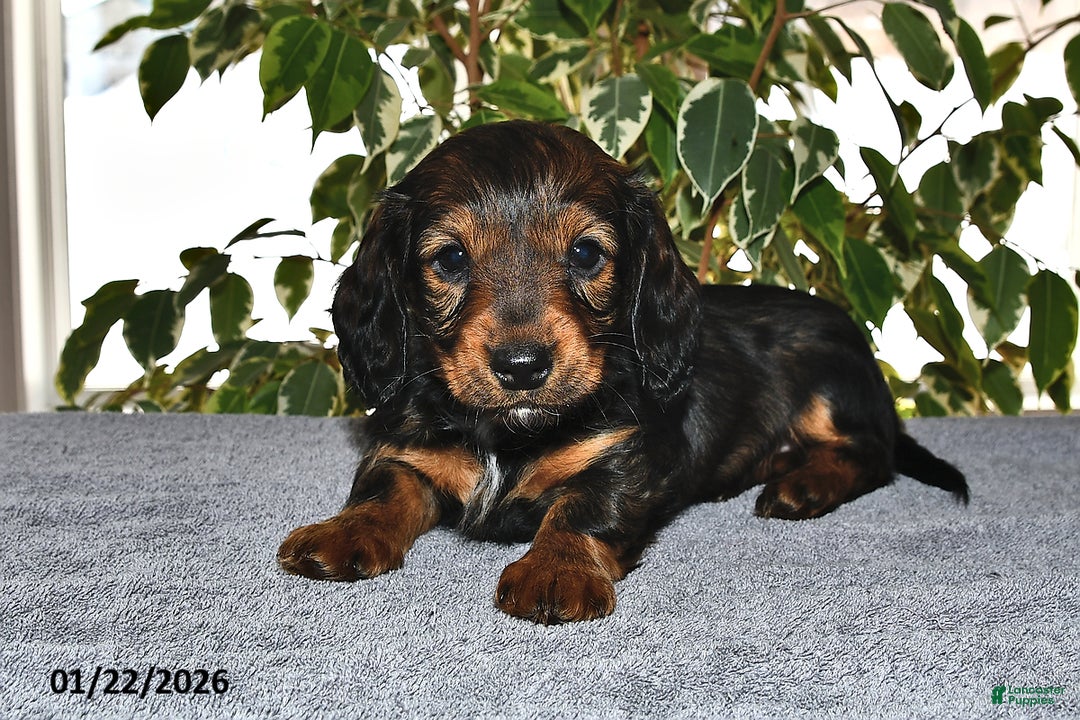 Miniature Dachshund dogs for sale: Stella - Ad 3