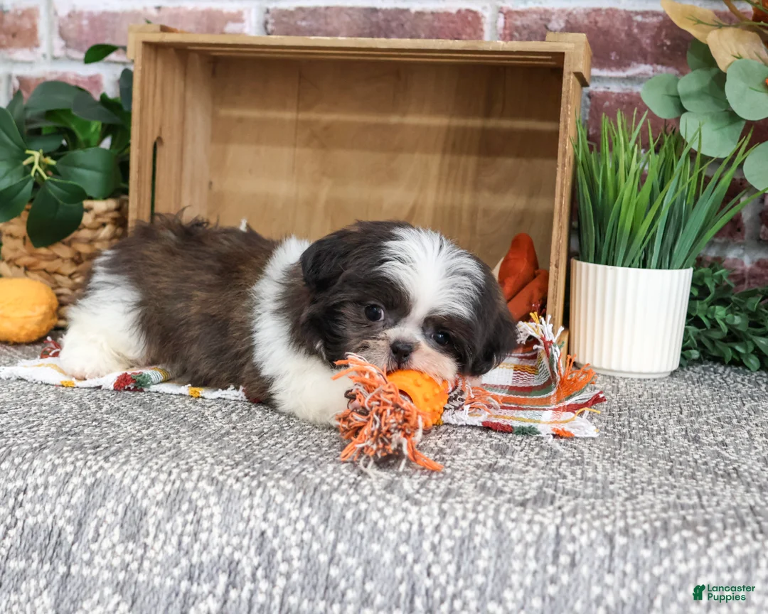 Shih Tzu dogs for sale: Abel - Ad 2