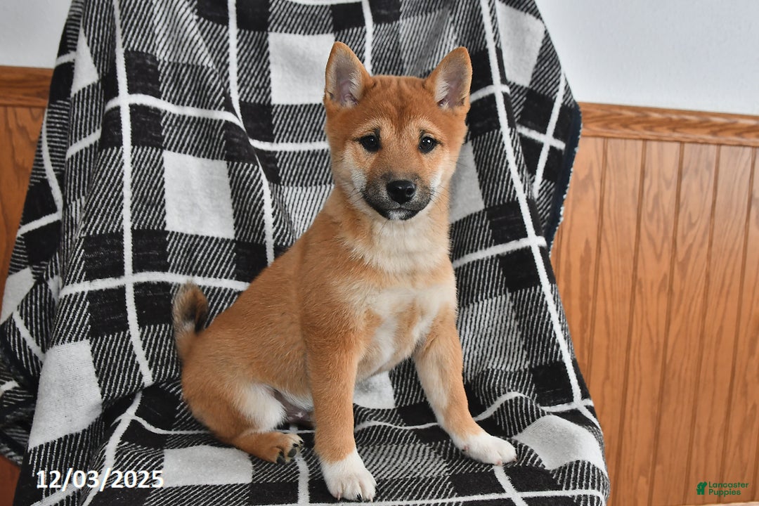 Shiba Inu dogs for sale: Josie - Ad 5