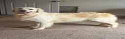 Golden Retriever dogs for sale: Penne - Ad 7