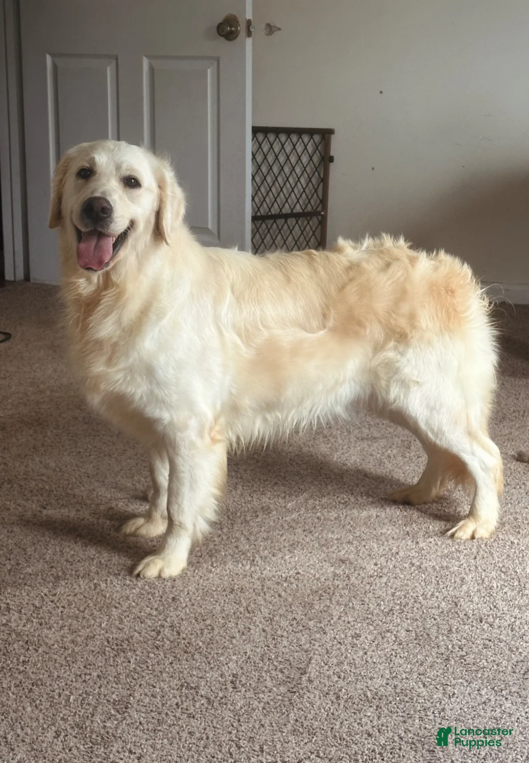 Golden Retriever dogs for sale: Penne - Ad 7