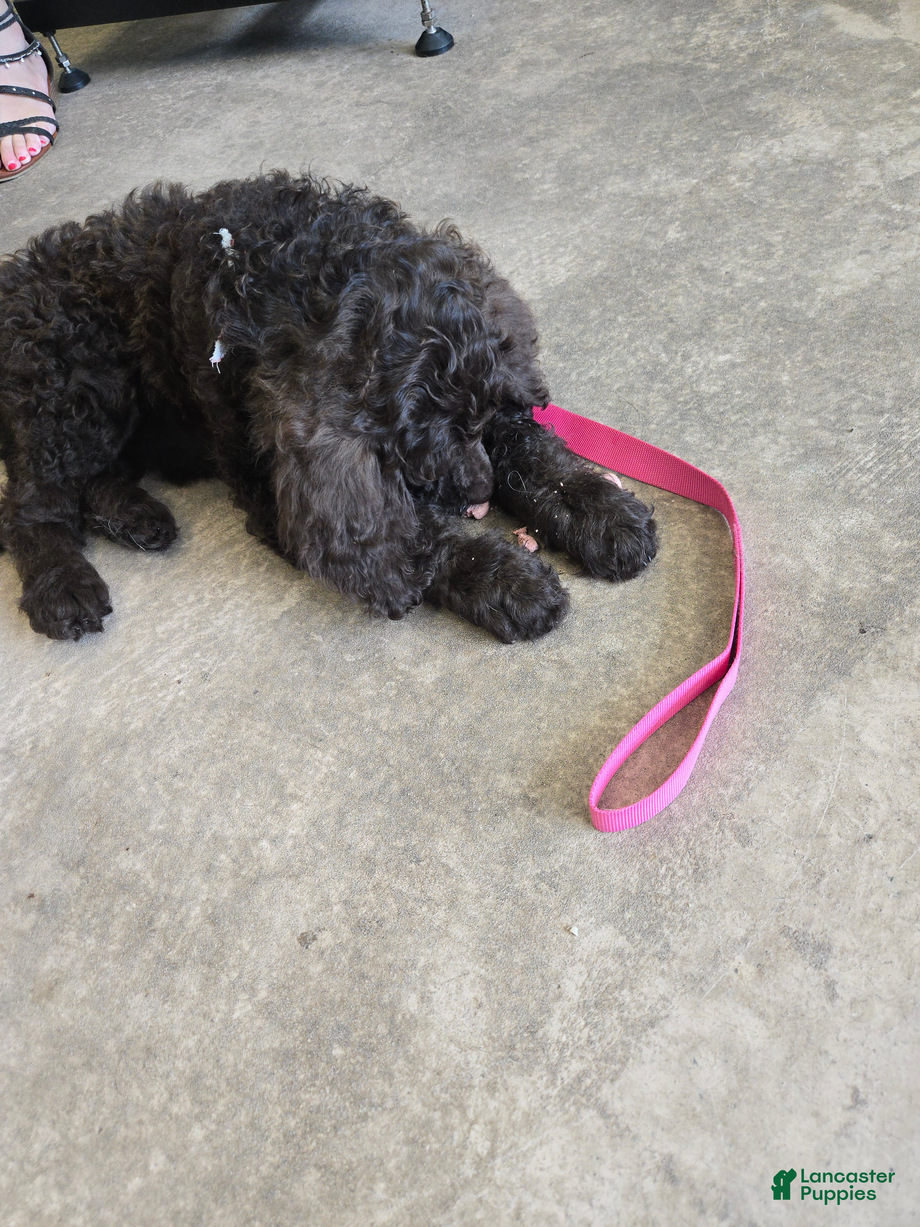 Standard Poodle dogs Lily - Ad 1