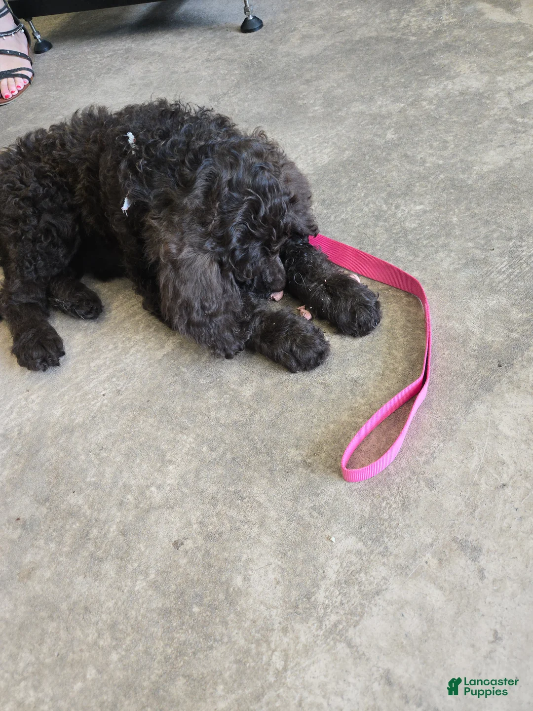 Standard Poodle dogs for sale: Lily - Ad 1