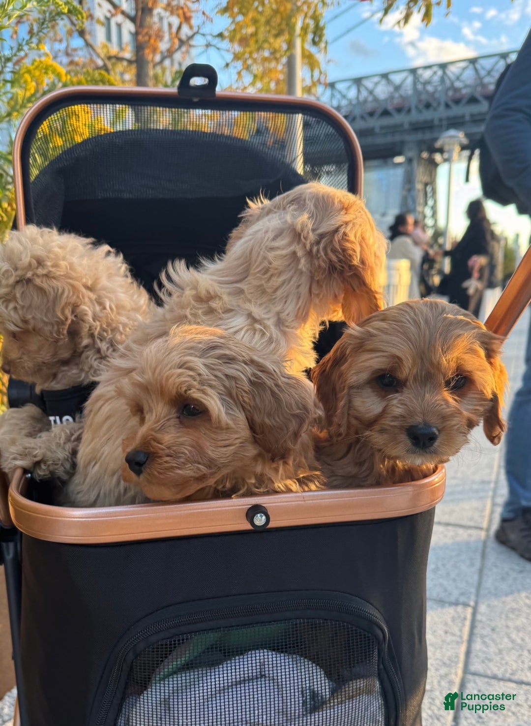 Cockapoo dogs for sale: Oliver – The “Emotional Support Bear” You’ll Fall in Love With 🧡🐾 - Ad 17