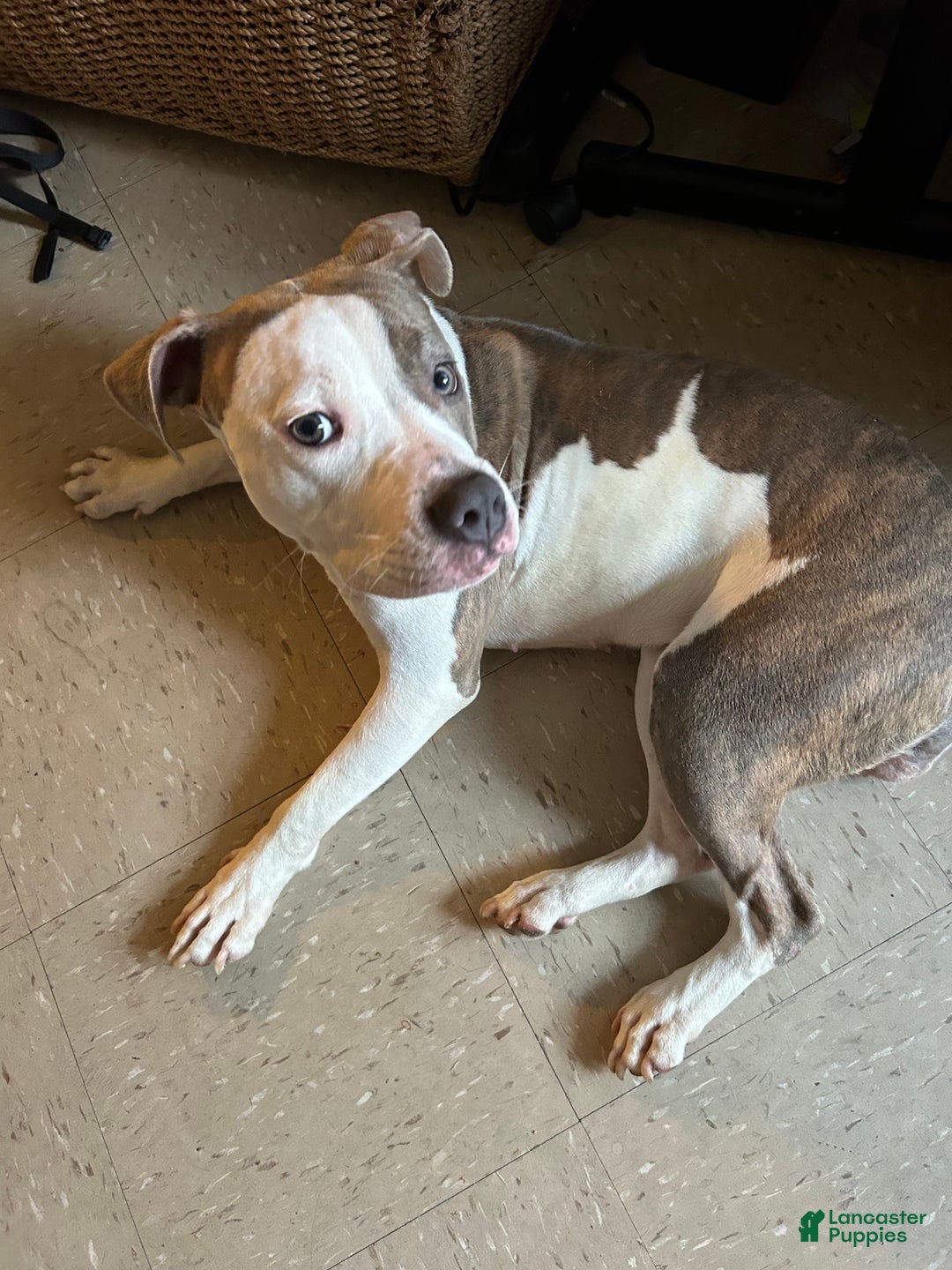 Mixed Breed dogs for sale: Jada - Ad 1