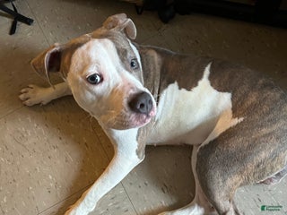 Mixed Breed dogs Jada - Ad 36