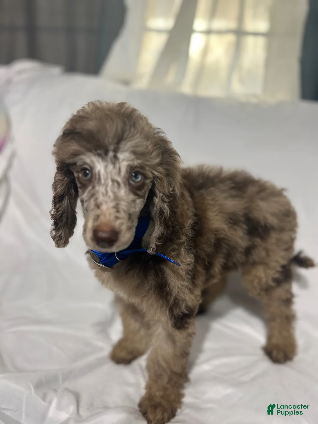 Standard Poodle dogs for sale: Standard Poodle Puppy 7 - Ad 2