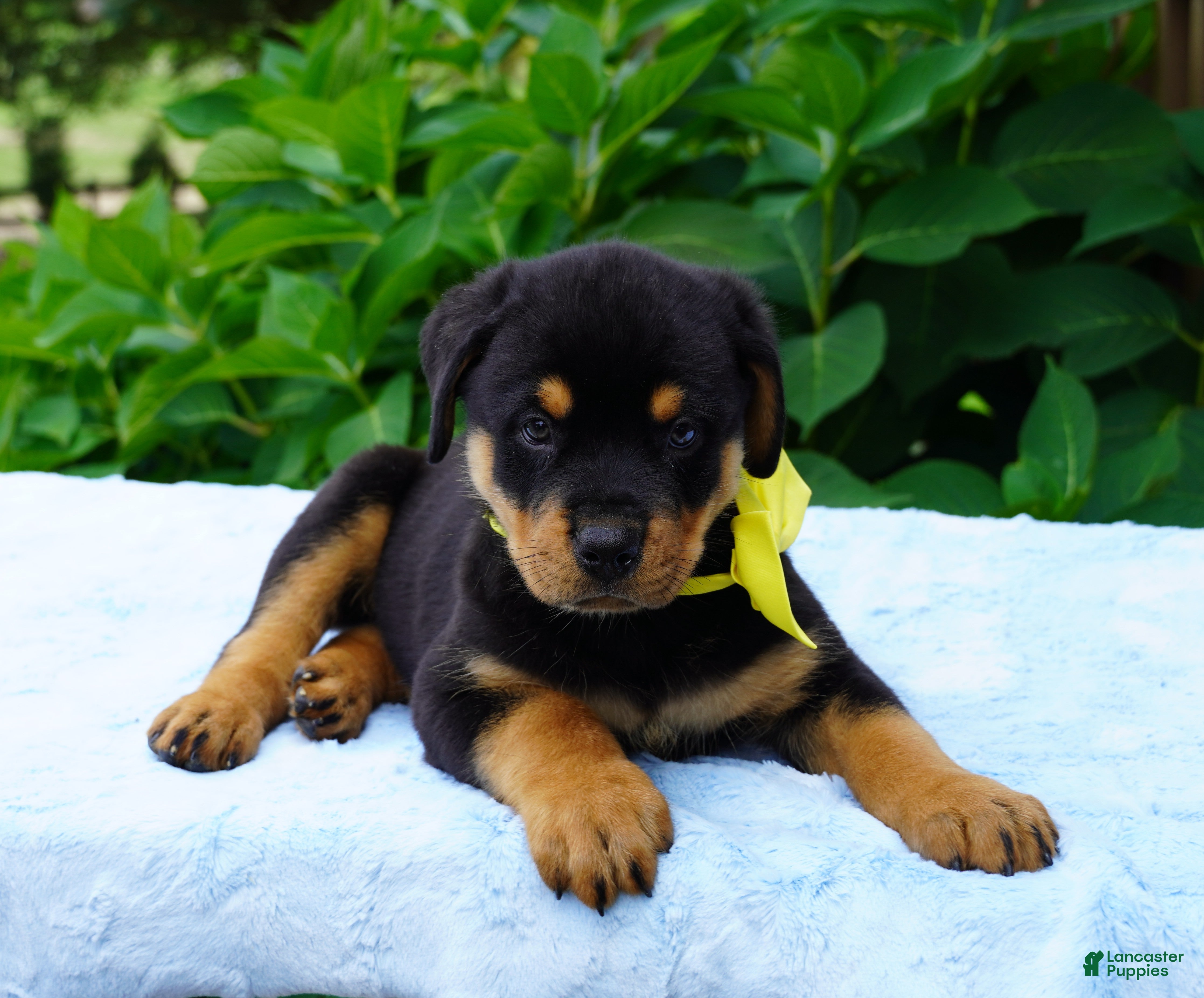 Rottweiler dogs RAMBO - Ad 2