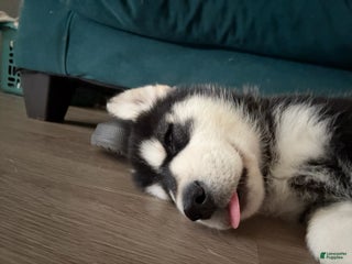 Mixed Breed dogs Vexen - Ad 18