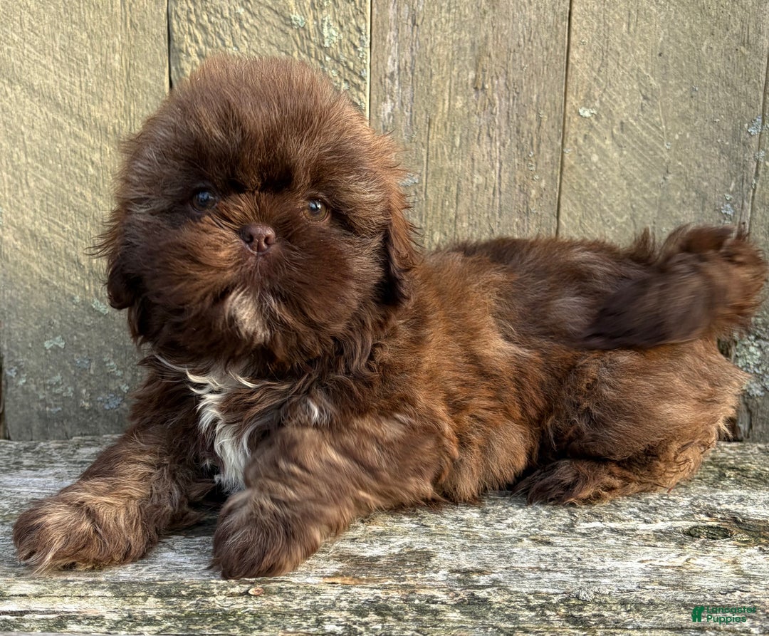 Shih Tzu dogs for sale: 💚 IN BOSTON MASSACHUSETTS AREA 💚 PUREBRED CHOCOLATE SHIH TZU 💚 ESTIMATED ADULT SIZE 10-12 LBS 💚 - Ad 6