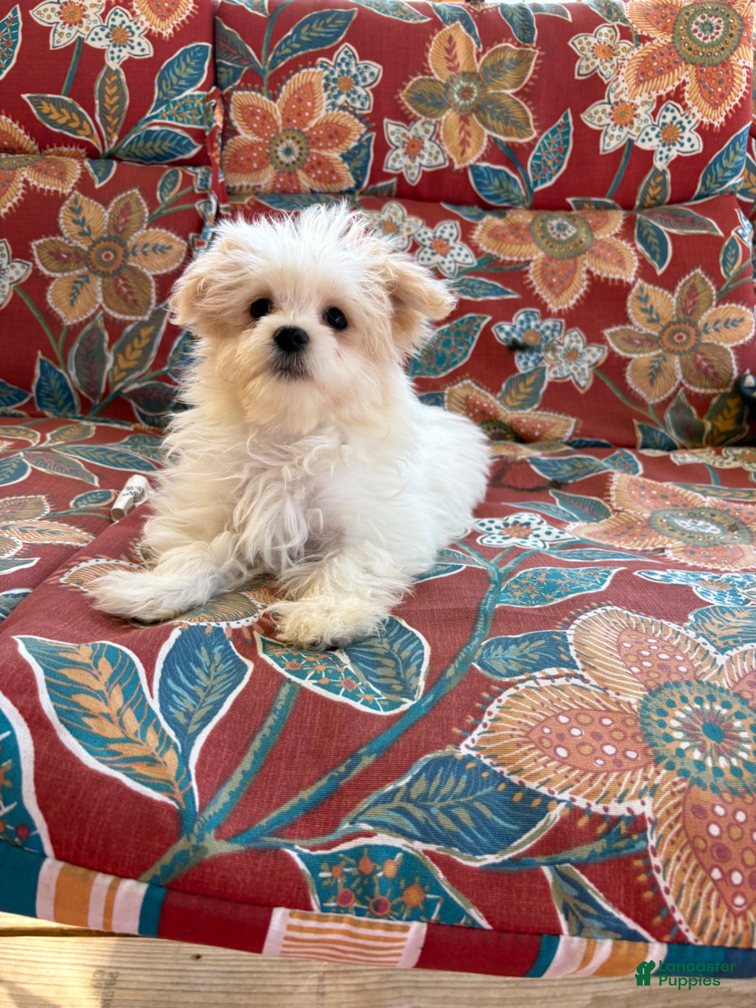 Maltese dogs Maltese Puppy 2 - Ad 6