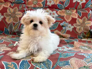 Maltese dogs Maltese Puppy 2 - Ad 6