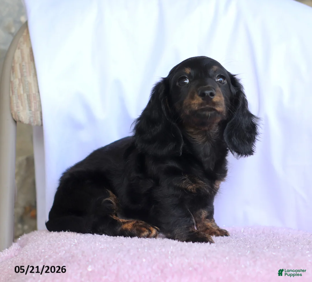 Miniature Dachshund dogs for sale: Charm - Ad 2