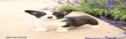 Welsh Corgi Pembroke dogs for sale: Lars - Ad 3
