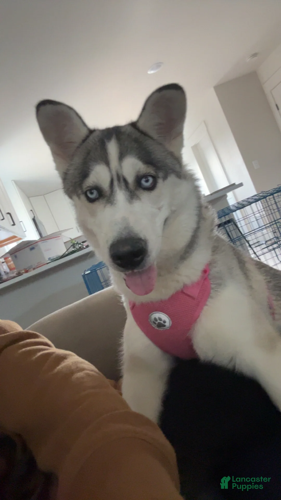 Siberian Husky dogs for sale: Raven  - Ad 7
