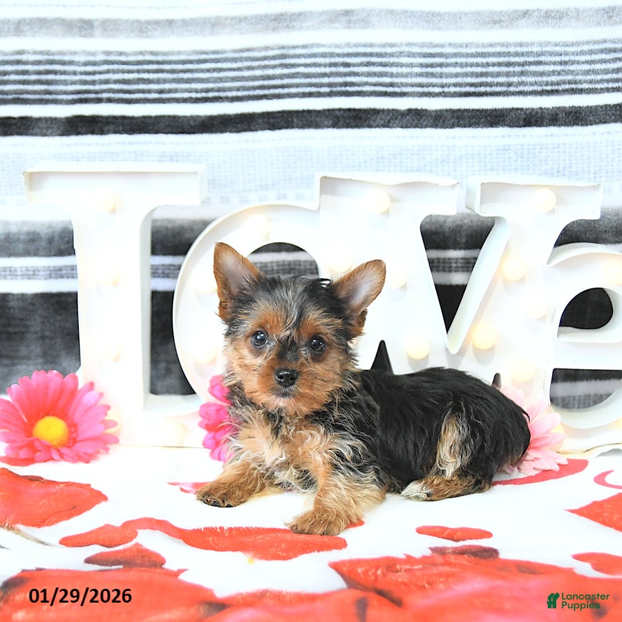 Yorkshire Terrier dogs Mia  - Ad 4