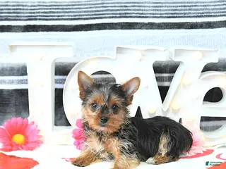 Yorkshire Terrier dogs Mia - Ad 4