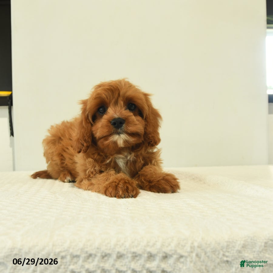 Cavapoo dogs Milton - Ad 2
