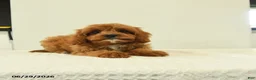 Cavapoo dogs for sale: Milton - Ad 2