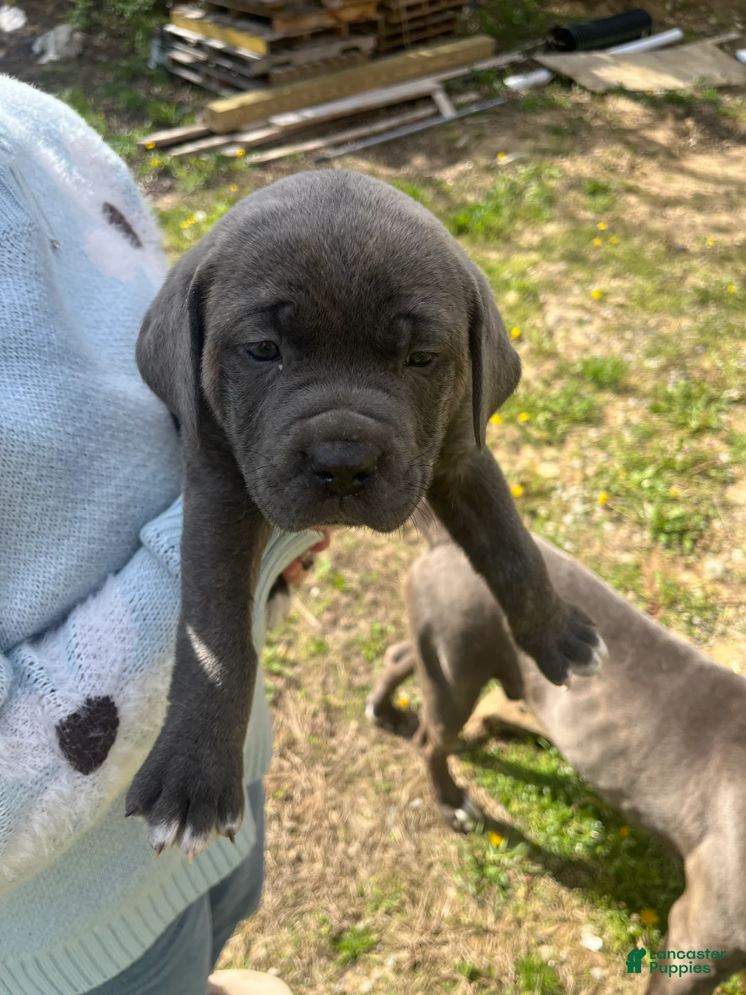Cane Corso dogs for sale: Cane Corso Puppy 5 - Ad 2