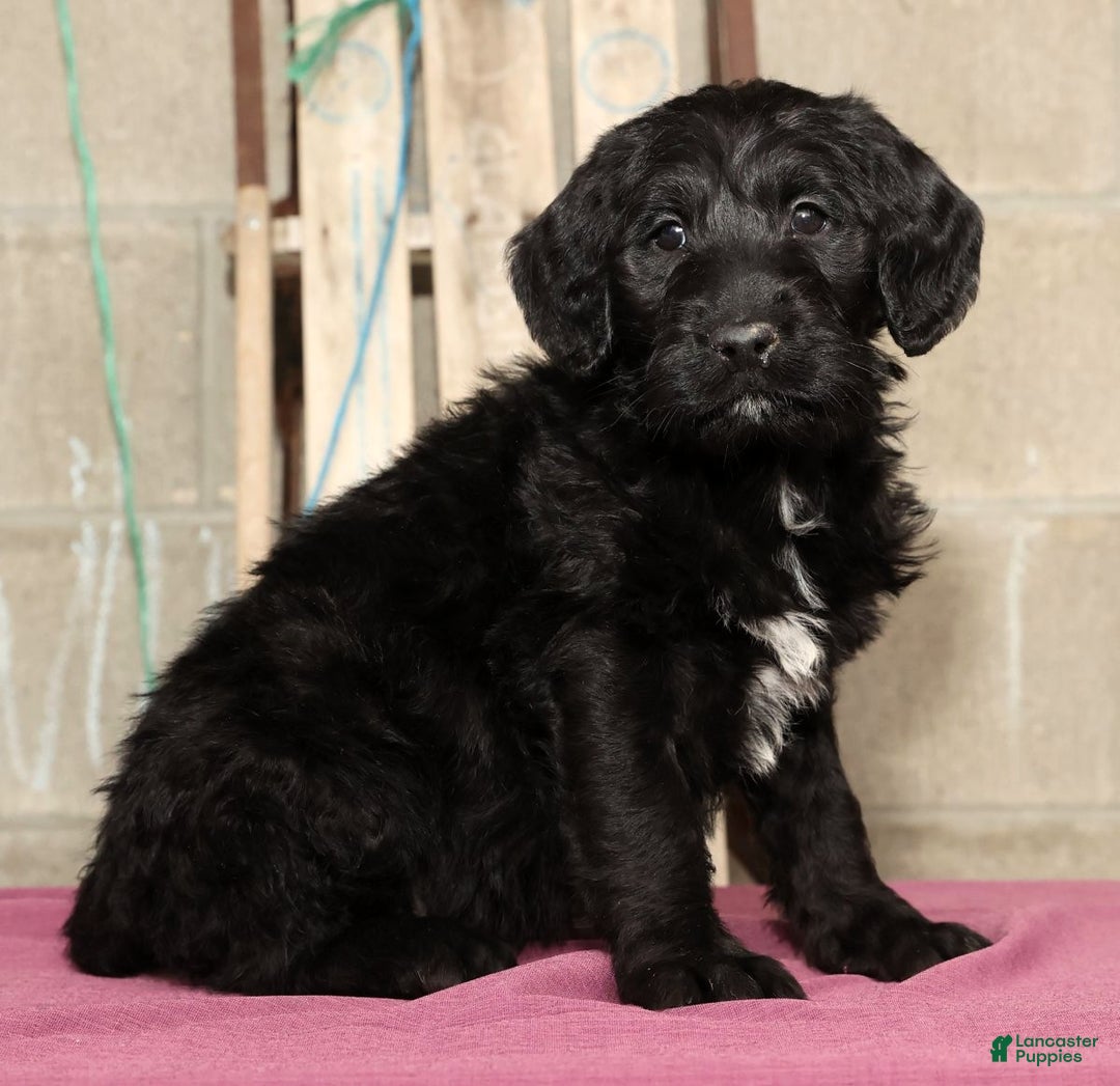 Labradoodle dogs for sale: Rover - Ad 1