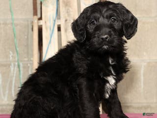 Labradoodle dogs Rover - Ad 39