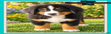 Blane Male ICA Bernese Mountain Dog