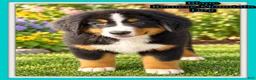 Bernese Mountain Dog dogs for sale: Blane Male ICA Bernese Mountain Dog - Ad 1