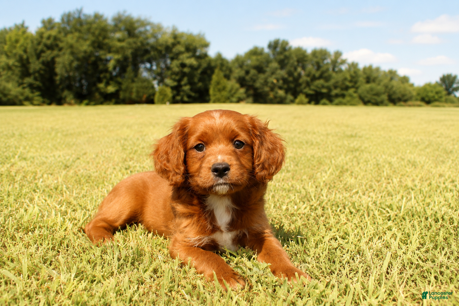 Cavapoo dogs for sale: Buzz - Ad 1