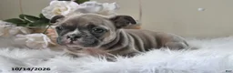 Frenchton dogs for sale: Barney - Ad 4