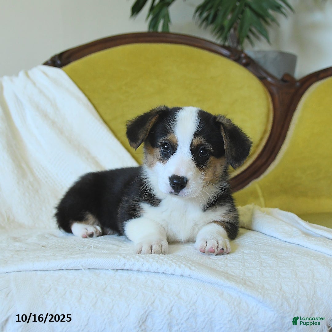 Welsh Corgi Pembroke dogs for sale: Nickle  - Ad 19