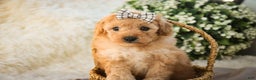 Miniature Poodle dogs for sale: Hailey - Ad 2