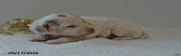 Mini Goldendoodle dogs for sale: Buster - Ad 15