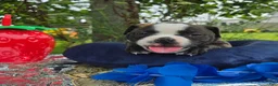 Olde English Bulldogge dogs for sale: Henry - Ad 2