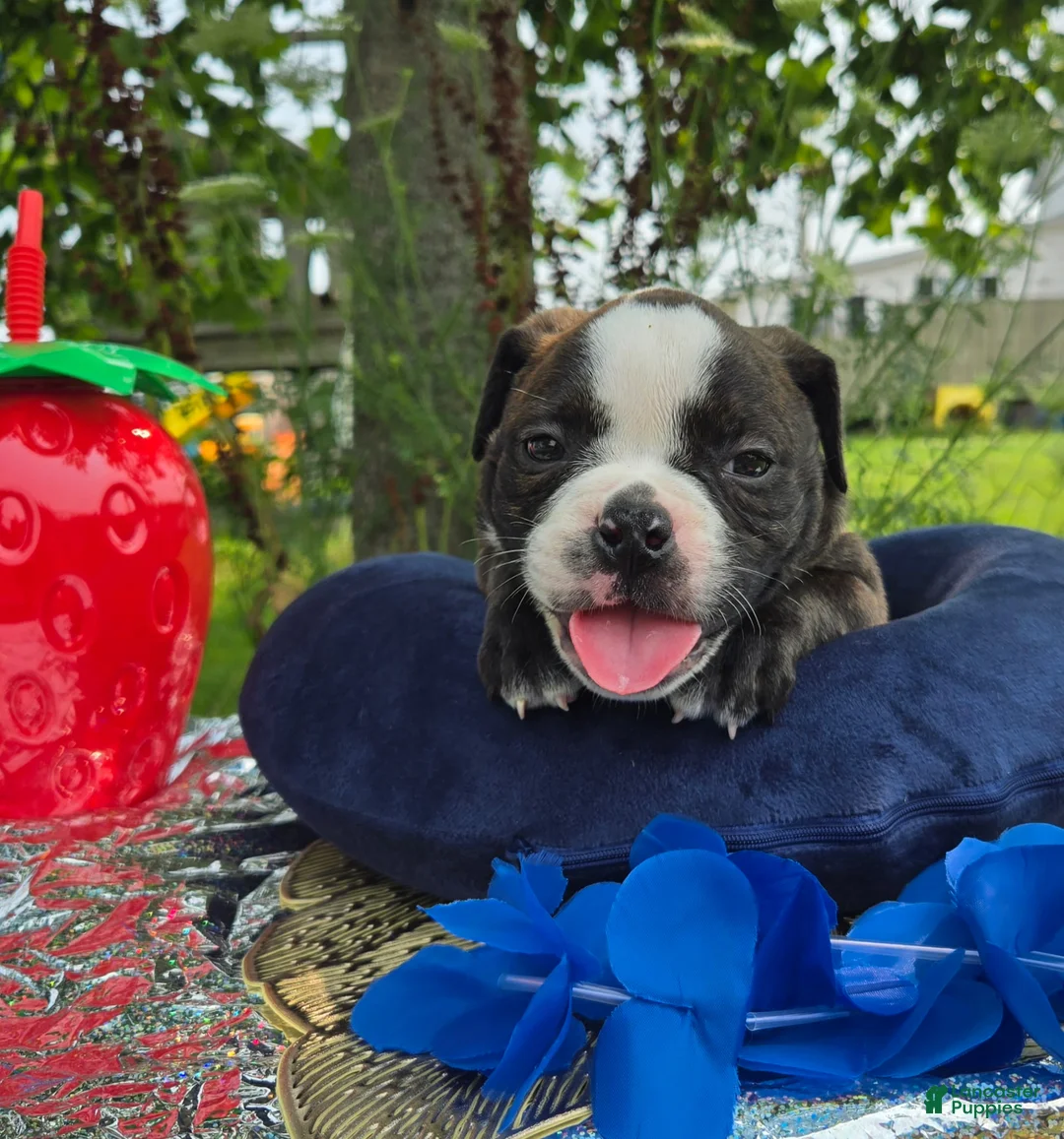 Olde English Bulldogge dogs for sale: Henry - Ad 2