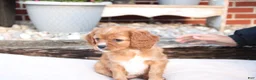 Cavapoo dogs for sale:  Lily - Ad 3