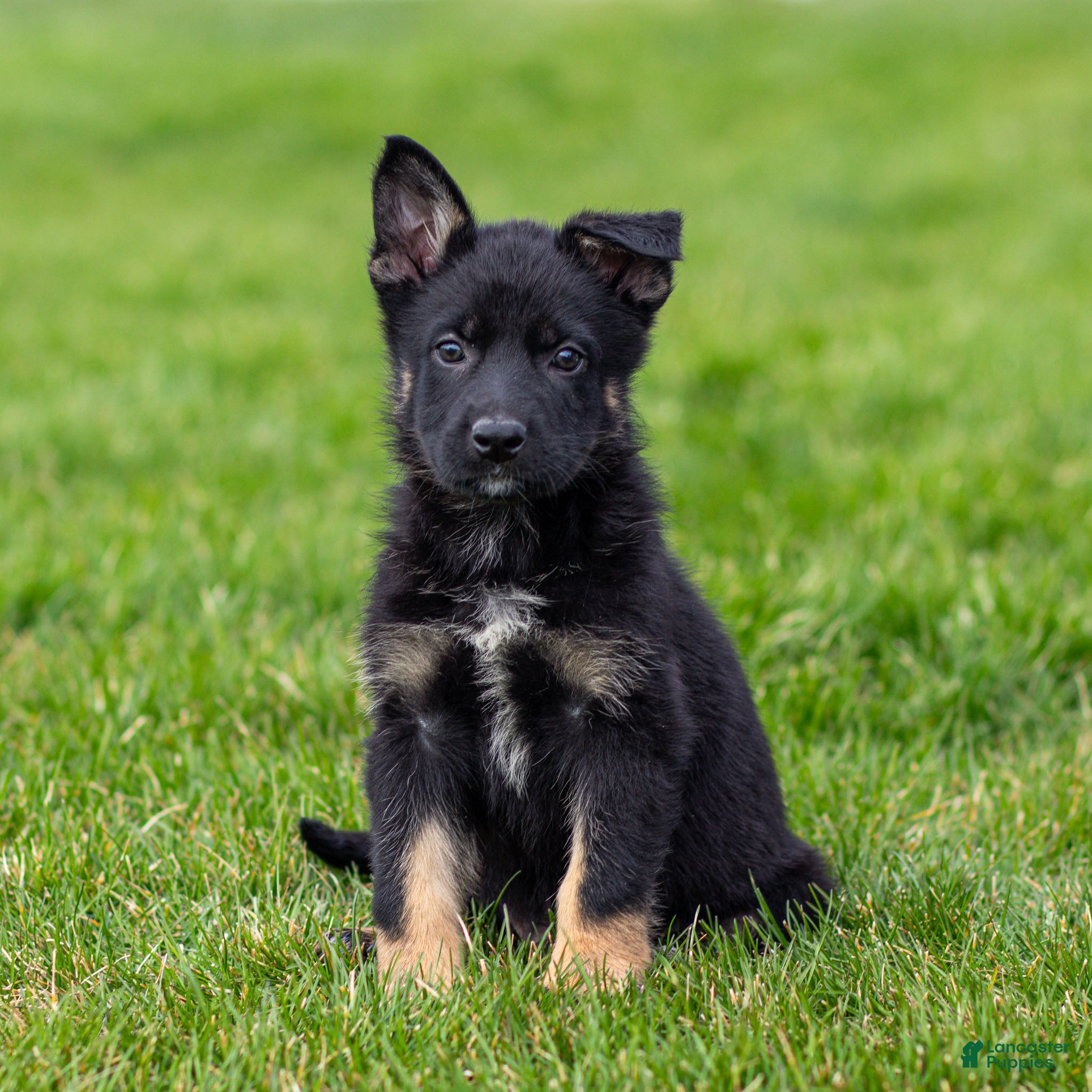 German Shepherd dogs Shane German Shepherd Puppy  - Ad 1