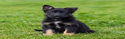 German Shepherd dogs for sale: Shane German Shepherd Puppy  - Ad 1